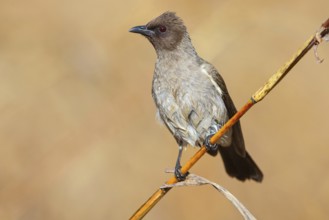 Common bulbul (Pycnonotus barbatus), Garden Bulbul, Bulbul des jardins, Bulbul naranjero, Tendaba