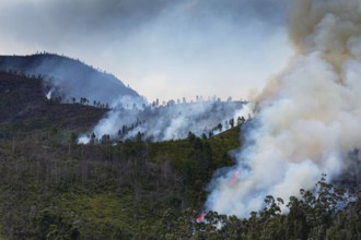 Landscape in South Africa, forest fire, fire, smoke, flames, burning forest, N2, Kou-Kamma Ward 6,