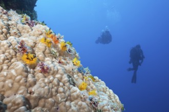 Colourful spiral tubeworms, Spirobranchus giganteus, Osprey Reef, Coral Sea, Australia, Oceania