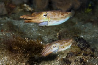 Cuttlefish mating dance, Sepia sp., Ambon, Moluccas, Indonesia, Asia