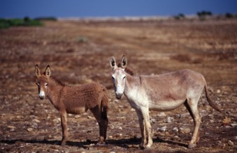 Wild donkeys, Netherlands Antilles, Bonaire