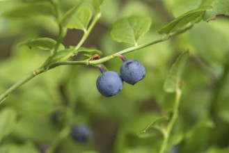 Forest european blueberry (Vaccinium myrtillus), Cambridge Botanical Garden, Germany, Europe