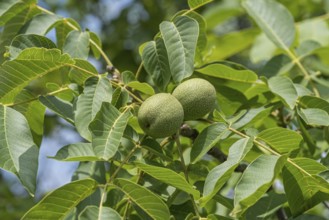 Walnut (Juglans regia 'Ockerwitzer Lange'), Cambridge Botanical Garden, Germany, Europe