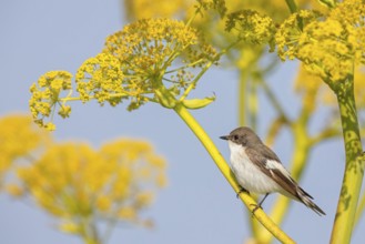 Pied Flycatcher, (Ficedula hypoleuca), perch, biotope, habitat, island of Lesvos, songbird,