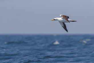 Masked booby, (Sula dactylatra), flies over the sea, flight photo, animals, birds, family of