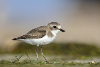 Animals, Birds, Little Ringed Plover, Mongolian Plover, (Charadrius mongolus), Barr Al Hikman,