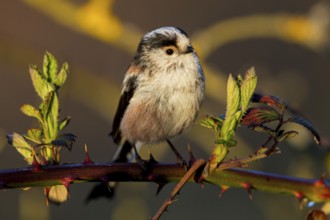 Long-tailed Tit, (Aegithalos caudatus), songbird, animals, birds, family of tits, Nahe valley,