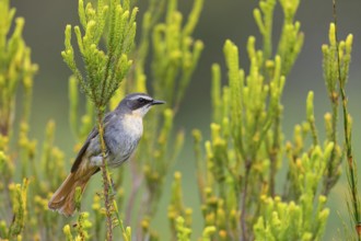 Cossypha caffra, family of flycatchers, Underberg surroundings, Underberg, KwaZulu-Natal, South
