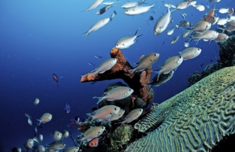 Brown Chromis, Chromis multilineata, Netherlands Antilles, Bonaire, Caribbean, Caribbean Sea