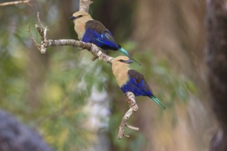 Blue-bellied roller (Coracias cyanogaster), Roller family, Marakissa Area, Marakissa, South Bank,