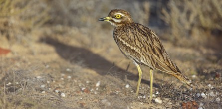 Curlew, Animals, Birds, (Burhinus oedicnemus), Biotope, Habitat, Foraging, Curlew family, Canary
