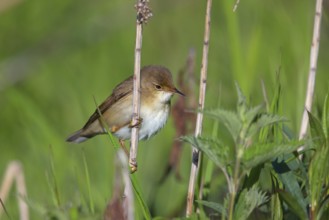 Reed Warbler, subspecies scirpaceus, (Acrocephalus scirpaceus scirpaceus), (Acrocephalus