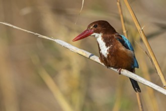 Brown kingfisher, (Halcyon smyrnensis), family of kingfishers, on perch, animals, birds, Israel,
