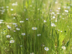 Daisies, daisies (Bellis perennis) between grasses, Offenbach am Main, Lower Saxony, Germany,