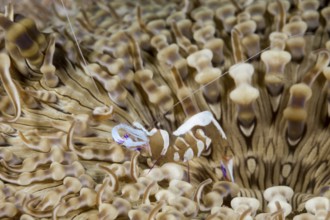 Partner shrimp in anemone, Periclimenes magnificus, Raja Ampat, West Papua, Indonesia, Asia