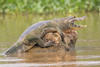 Spectacled caiman (Caiman crocodilus yacara), Crocodile (Alligatoridae), crocodile (Crocodylia),