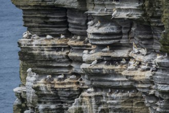 Northern gannet (Morus bassanus) in a breeding colony, Westray, Orkney Islands, Scotland, Great