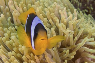 Red sea anemonefish (Amphiprion bicinctus)