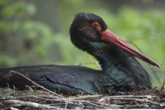 Black stork (Ciconia nigra)