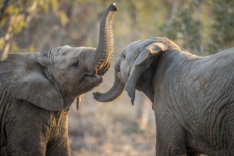 Elephants playing in the Kruger National Park, South Africa, Africa
