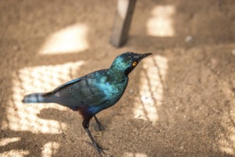 Cape glossy starling in the Kruger National Park, South Africa, Africa