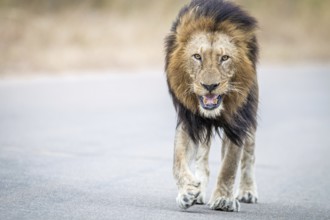 Male Lion walking towards the camera in the Kruger National Park, South Africa, Africa