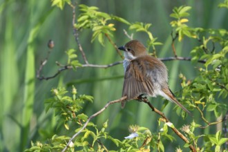 Female Red-backed Shrike. Female of the red-backed shrike