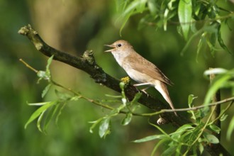 Thrush nightingale, Thrush singing on a tree in the morning. Thrush in the morning