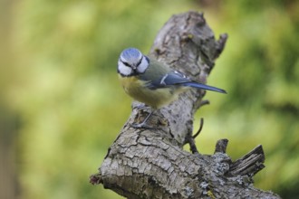 Blue tit on a tree. Blue tit on a tree trunk