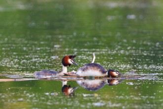 Pairing of the Great crested grebe. Great crested grebe mating