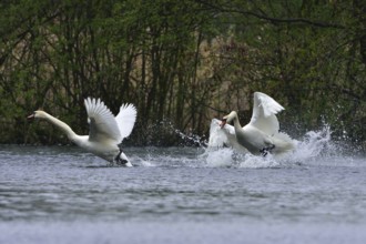 Mute swan in fight. Mute swans in defence of their territory
