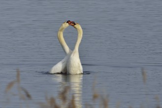 Mute Swan (Mating Pair), Mute Swan (Pair courting)