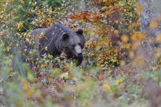 Brown bear, Bavarian Forest National Park, Germany, European Brown bear, Europe