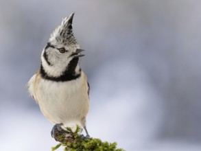 Crested tit on branch in front of blurred snow-covered background, bird looking to the left, mixed