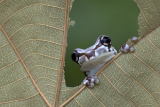 Milk frog peeping from a hole in a dried leaves