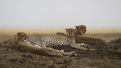 Young cheetahs on the lookout in the Serengeti in Tanzania
