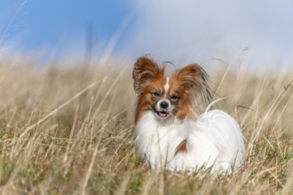 Continental Toy Spaniel on a walk in a meadow. France