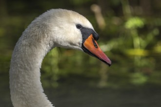 Mute Swan (Cygnus olor) portrait in the sunlight. Bas-Rhin, Collectivite europeenne d'Alsace, Grand