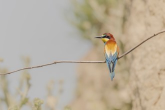 European bee-eater (Merops apiaster) on a branch. Kaiserstuhl, Emmendingen, Fribourg-en-Brisgau,