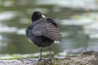 Eurasian Coot (Fulica atra) coming to feed its chicks. Bas Rhin, Alsace, France, Europe