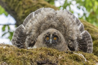 Long-eared Owl (Asio otus) chick spreading its wings to intimidate perched on a branch in an
