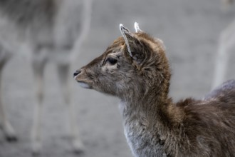 Portrait of a young fallow deer