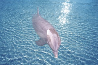 Dolphin in blue turquoise water photomount outdoor