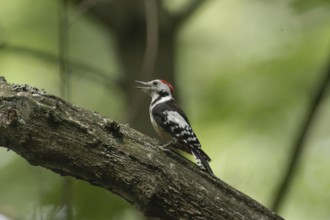 Middle spotted woodpecker (Dendrocopos medius)
