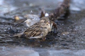 House sparrow - female bathing in an ice hole (Passer domesticus)