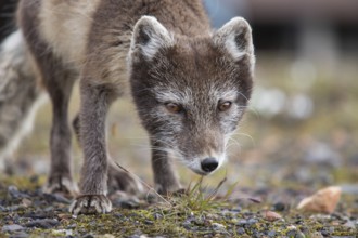 Close-up of an Arctic fox on Spitsbergen (Vulpes lagopus)