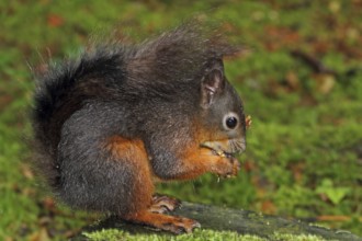 Squirrel (Sciurus vulgaris)