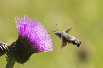 Pigeon tail (Macroglossum stellatarum)