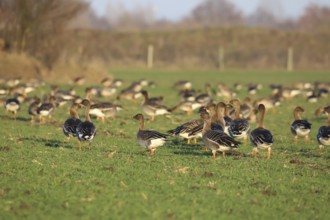 Tundra shelduck (Anser fabalis)
