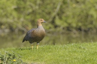 Female Magellanic Goose (Chloephaga picta)